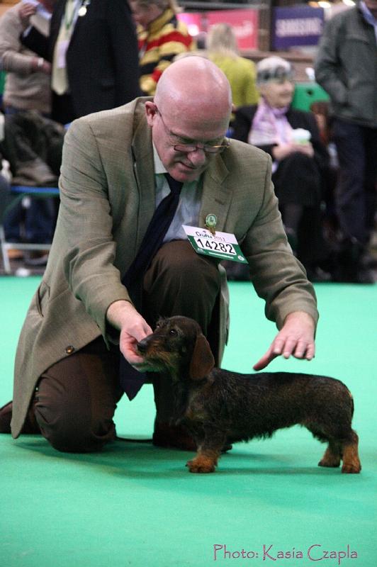 Crufts2011_2 1189.jpg